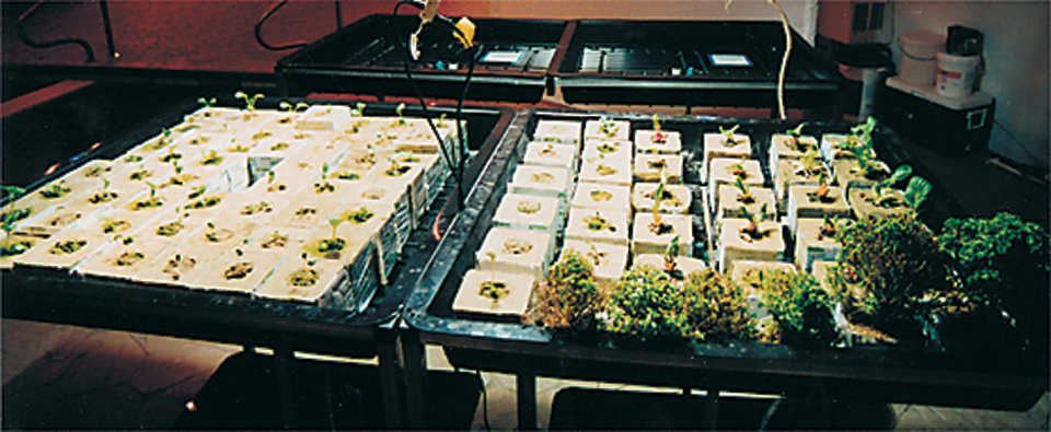 Indoor farming — With a minimum of labor and power, the owner grows many useful plants!