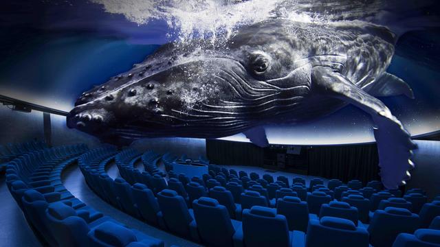 Rendering of 3D humpback whale presentation