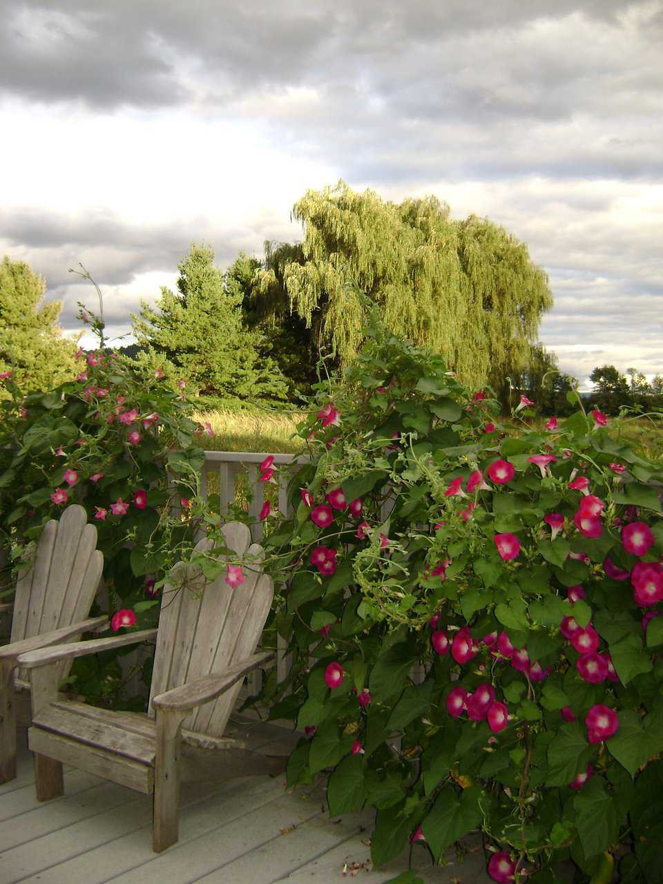 South from deck