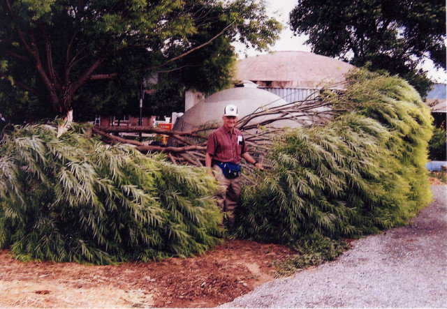In Mapleton, Utah — Wind-damaged willow tree at the Wilson home. Dome shop and dome storage unit in the background. Arnold in center of tree before chainsaw work.
