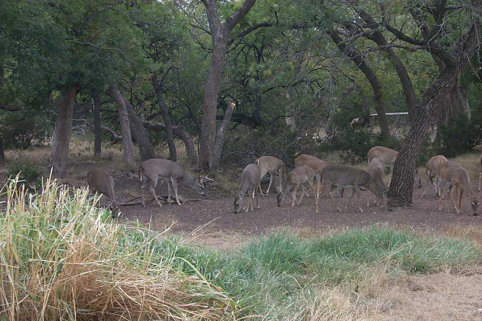 Nature at its best — In the woodsy area surrounding the ranch, such scenes are not unusual.