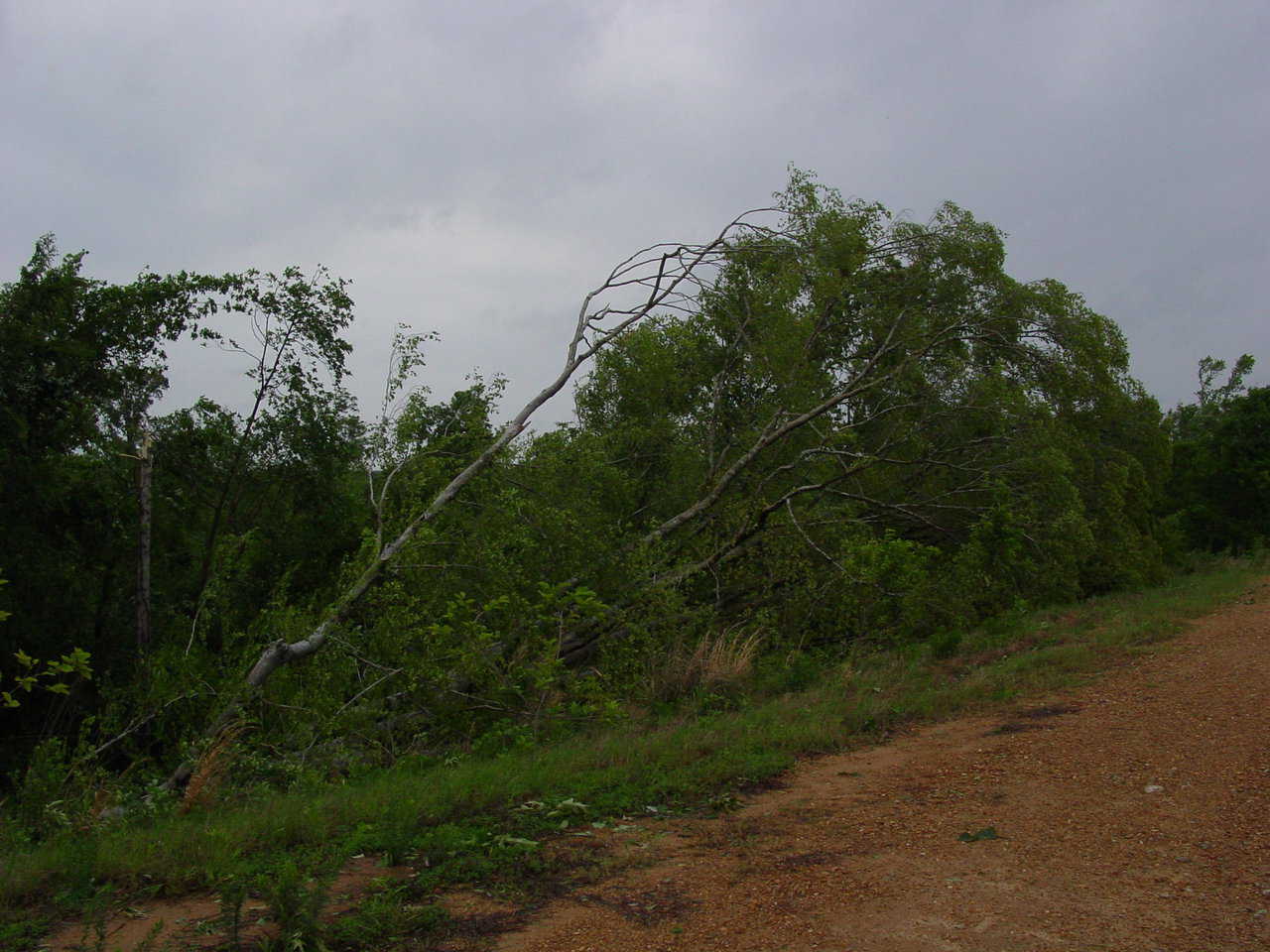 Destroyed – On the Averys’ property, trees that had survived for more than 100 years did not survive this F3 tornado. It uprooted this large hickory.