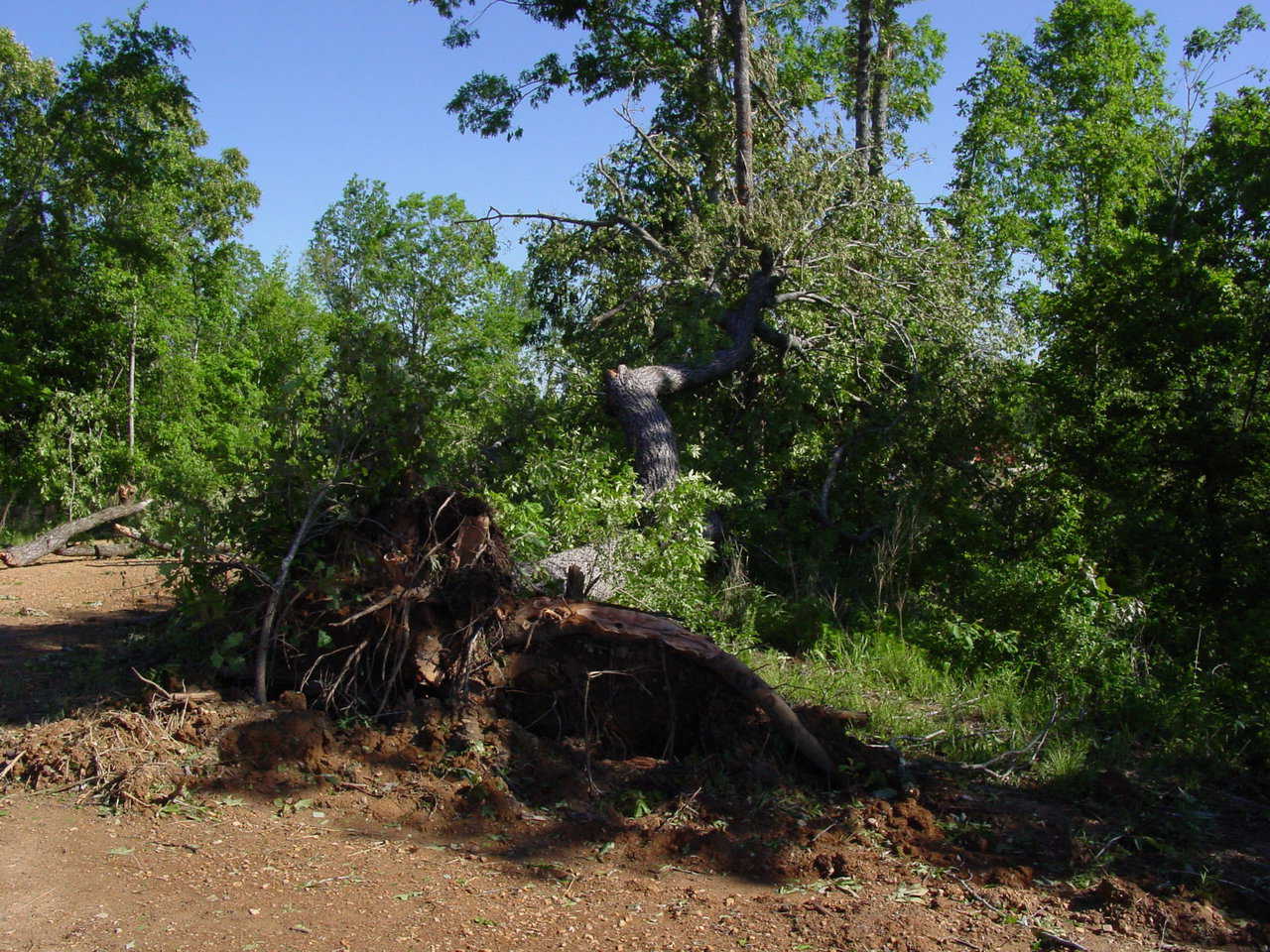 Another Victim – The tornado blew down this large beech tree whose base was more than three feet thick.