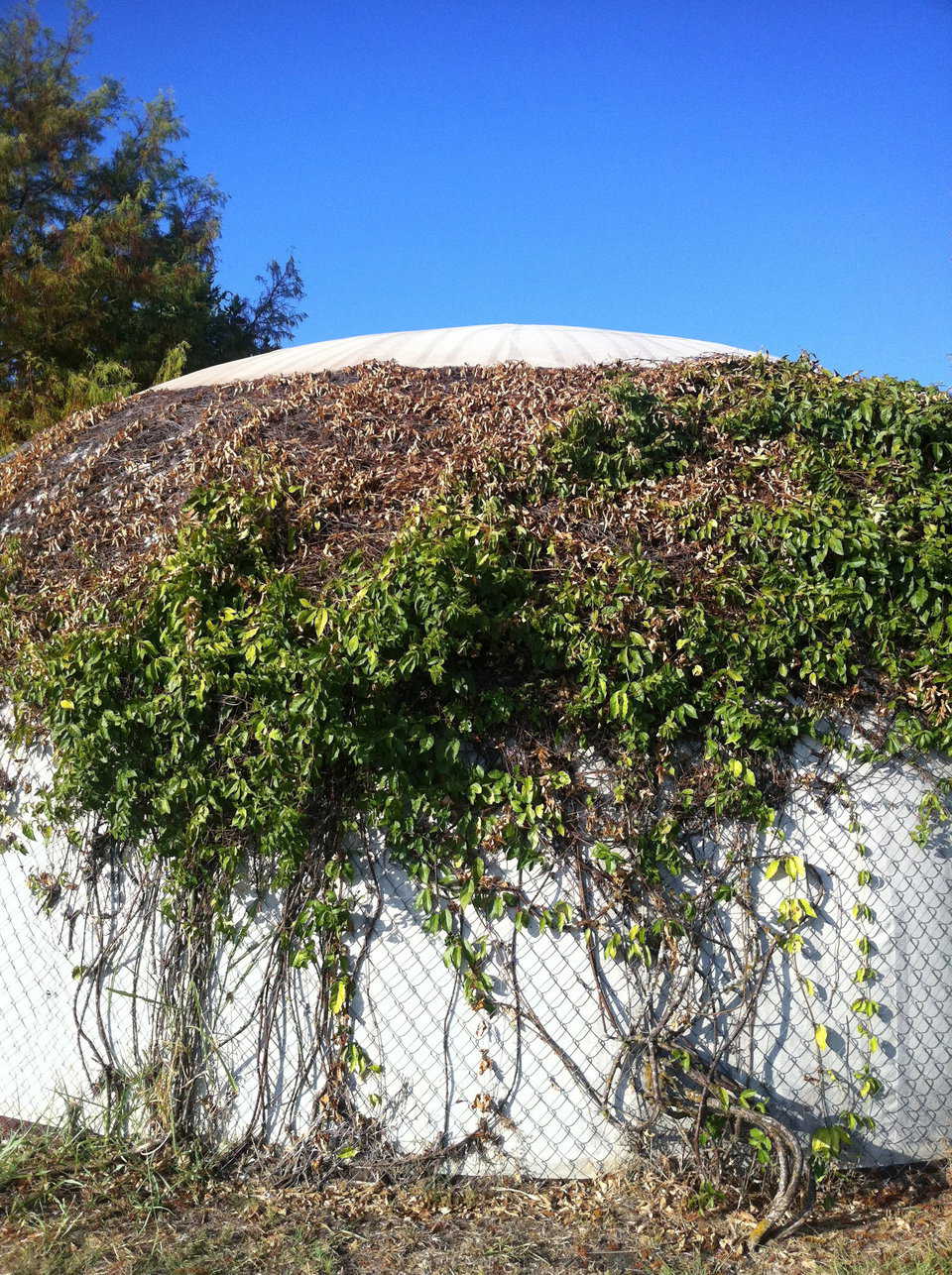 The severe drought of 2011 in North Central Texas didn’t help this vine at all, but you can see how well the trumpet vine climbs up the chain link. Had we gone higher with the fence, it would have grown higher.