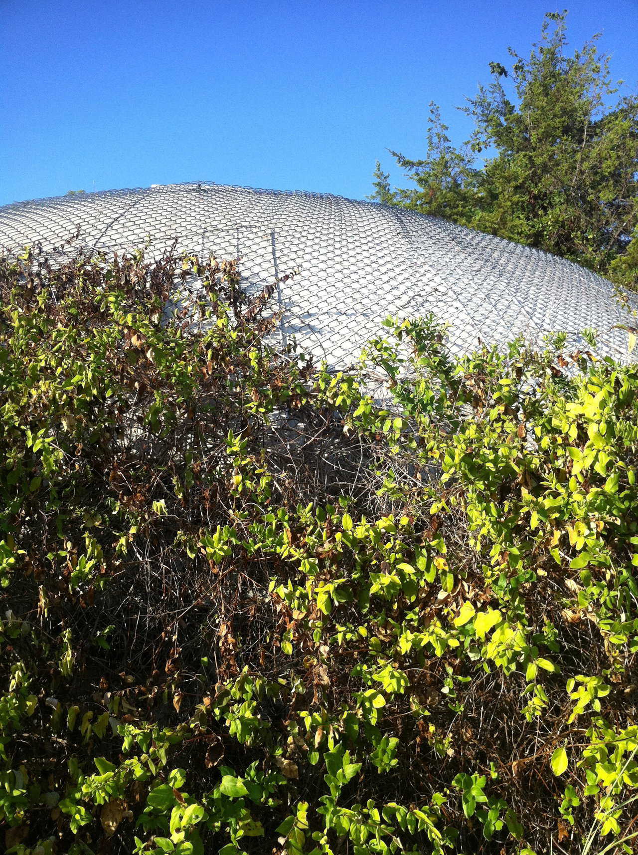 Green roofs can be used to protect your dome’s Airform.