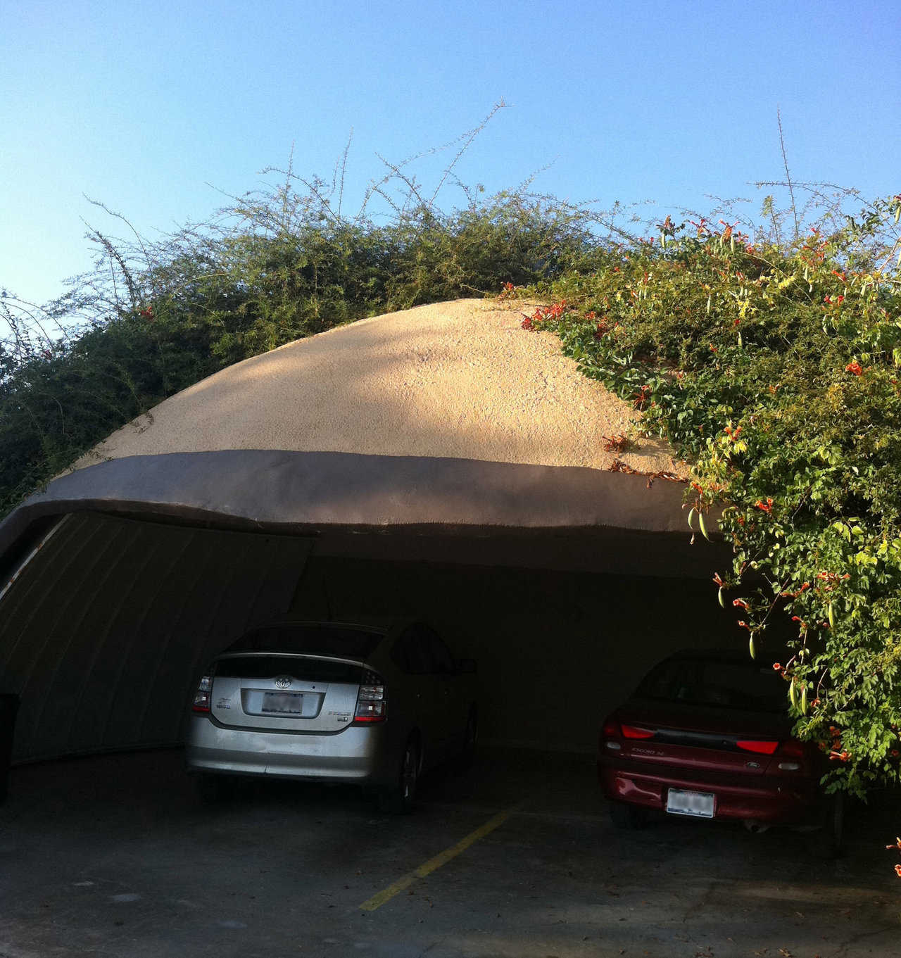 We covered an EcoShell garage with a combination of trumpet vine and Lady Banks roses. First we planted only the roses. Vinyl rope was used for the climbing tool. The roses grew about 10’ before they started growing away from the dome. Then trumpet vines were added and tied to the roses, which helped the climbing effect. You can see the dome is almost completely covered.