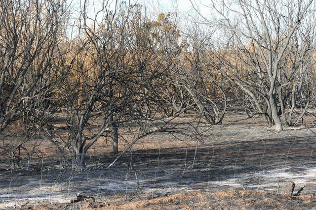 June 2011: Texas wildfire destroyed 100,000 acres before it was stopped.