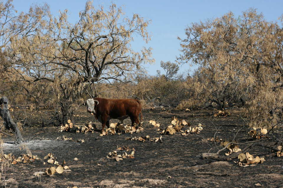 “Ferdinand” scavenges for food on the parched pasture land.