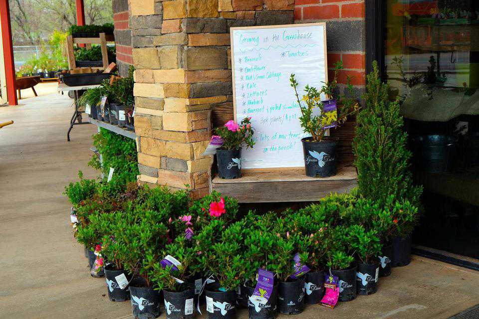 Plants outside
